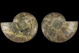 Cut & Polished, Agatized Ammonite Fossil - Madagascar #184148-1